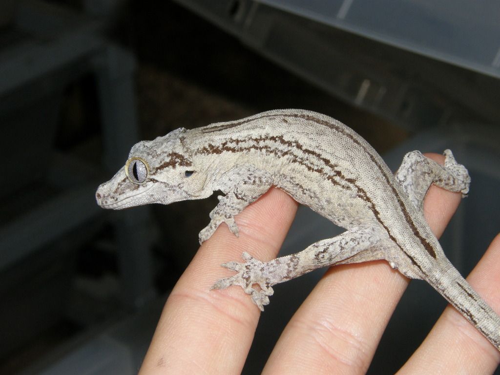 arboreal geckos Reptile Forums